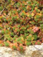 /album/colores/sedum-spurium-jpg/